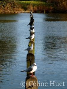 Hyde Park Londres