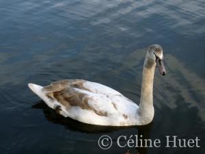 Hyde Park Londres