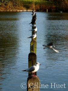 Hyde Park Londres