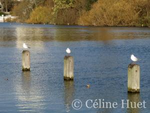 Hyde Park Londres