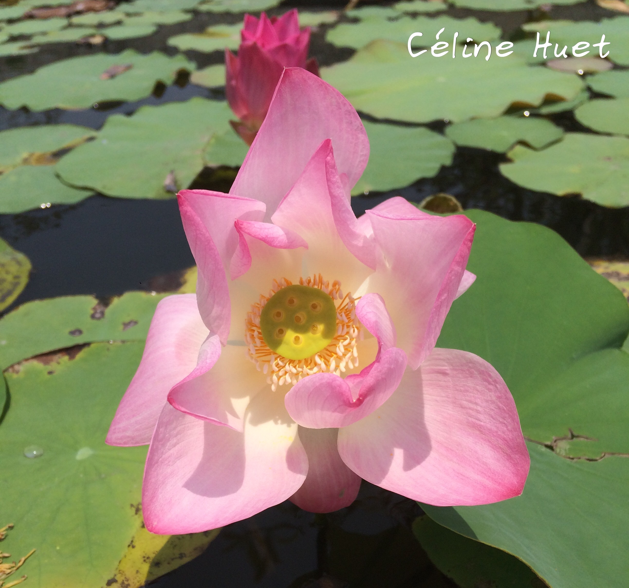 Lotus Blossom Bangkok Thailand Asia