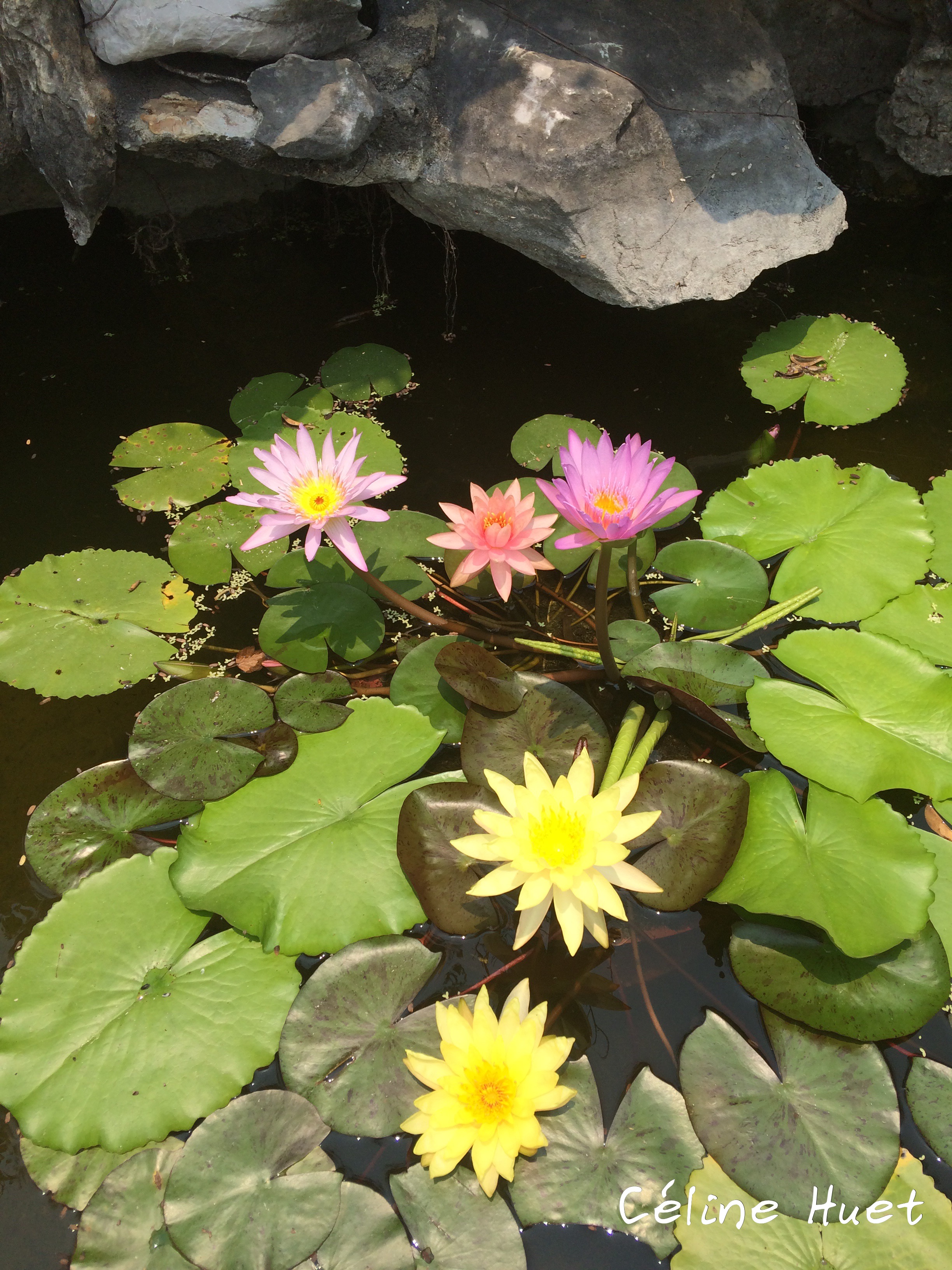 Fleurs de Lotus Montagnes de marbre Da Nang Vietnam Asie