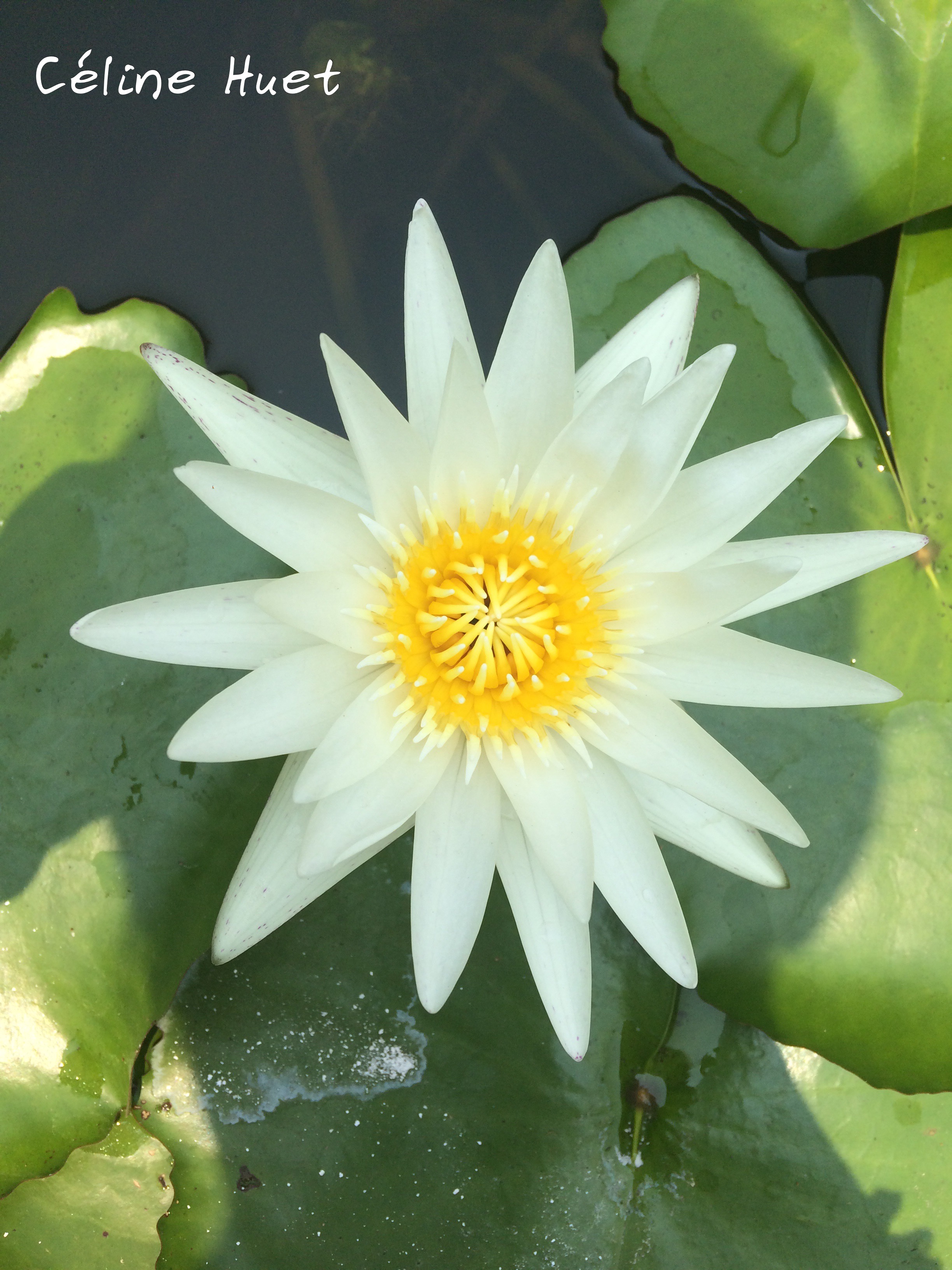 Fleur de lotus Montagnes de marbre Da Nang Vietnam Asie