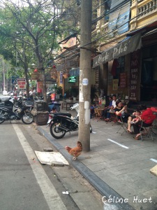 Coq dans la rue Hanoï Vietnam Asie