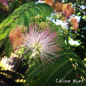 Fleur Albizia Jardin des Plantes Paris