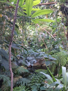 Grande Serre Jardin des Plantes Paris