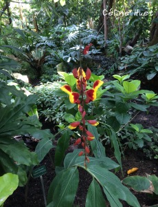 Grande Serre Jardin des Plantes Paris