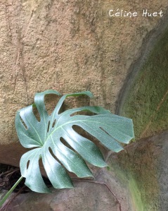 Grande Serre Jardin des Plantes Paris