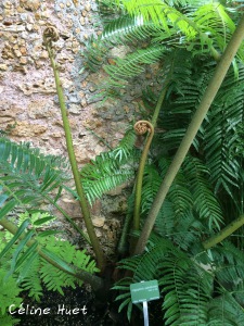 Serre Jardin des Plantes Paris