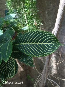 Grande Serre Jardin des Plantes Paris