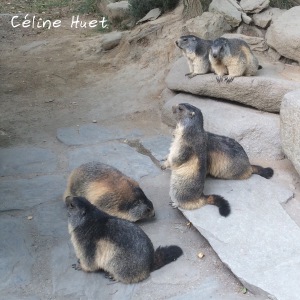 Marmottes Parc animalier Argelès-Gazost Pyrénées France