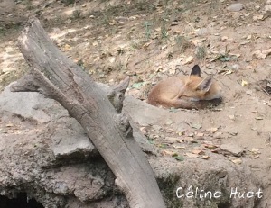 Renard Parc animalier Argelès-Gazost Pyrénées France