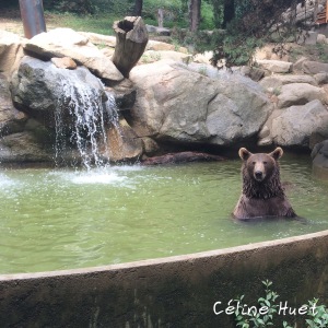 Ours brun Parc animalier Argelès-Gazost Pyrénées France