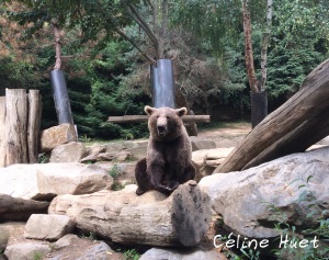 Ours brun Parc animalier Argelès-Gazost Pyrénées France