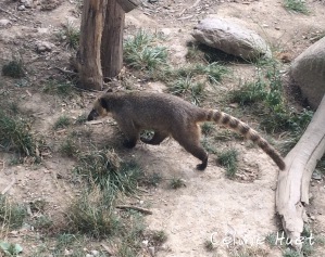 Coati roux Parc animalier Argelès-Gazost Pyrénées France