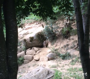 Loup Parc animalier Argelès-Gazost Pyrénées France