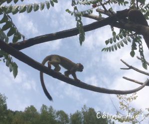 Saïmiris Parc animalier Argelès-Gazost Pyrénées France