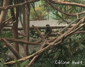 Tamarin à moustaches Parc animalier Argelès-Gazost Pyrénées France