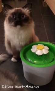 Catit Senses 2.0 Fontaine à eau à fleur