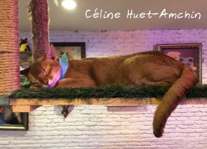 Caturday Cat Café Bangkok Thaïlande Asie