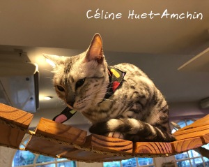 Caturday Cat Café Bangkok Thaïlande Asie