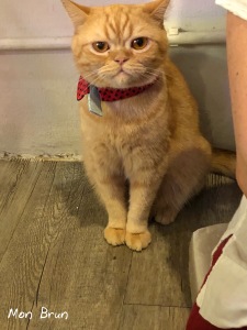 Caturday Cat Café Bangkok Thaïlande Asie