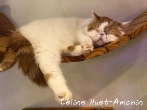 Caturday Cat Café Bangkok Thaïlande Asie