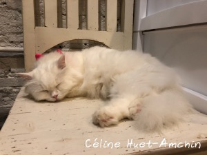 Caturday Cat Café Bangkok Thaïlande Asie