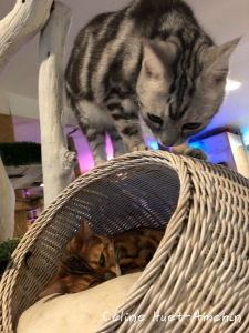 Caturday Cat Café Bangkok Thaïlande Asie