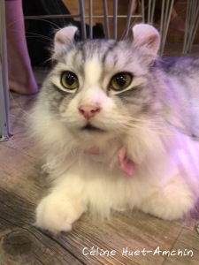 Caturday Cat Café Bangkok Thaïlande Asie