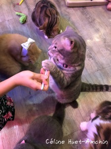 Caturday Cat Café Bangkok Thaïlande Asie