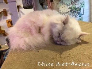 Caturday Cat Café Bangkok Thaïlande Asie