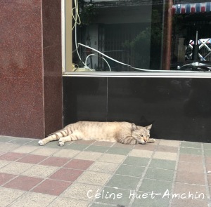 Chat Bangkok Thaïlande Asie