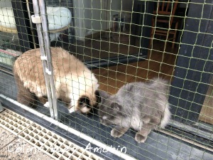 Protection pour chats Paris