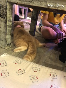 Caturday Cat Café Bangkok Thaïlande Asie