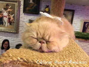 Caturday Cat Café Bangkok Thaïlande Asie