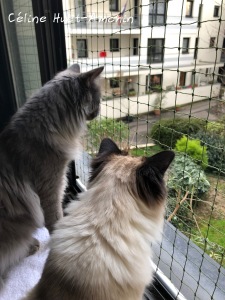 Protection pour chats Paris