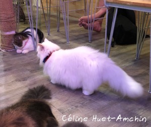 Caturday Cat Café Bangkok Thaïlande Asie