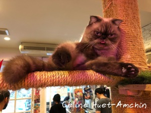 Caturday Cat Café Bangkok Thaïlande Asie