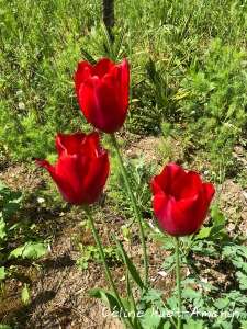 Huet's garden Gers Gascogne Occitanie