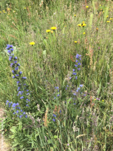 Fleurs sur la falaise Etretat Normandie