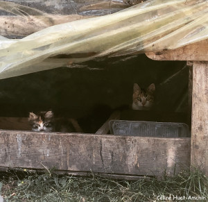 Les p'tits chats sauvages Le Perche France