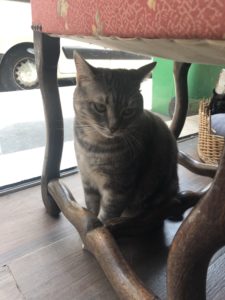 Le Café des Chats Paris 11