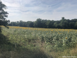 Tournesols Gers France