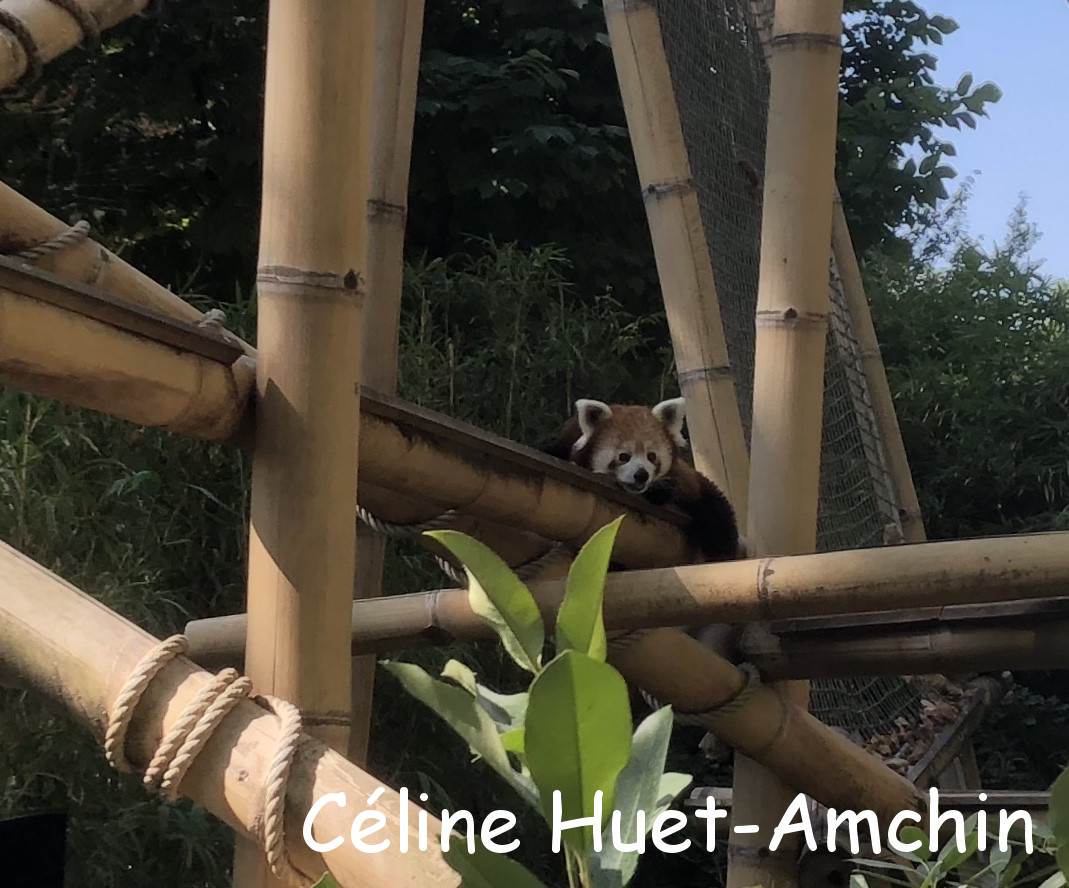 Panda roux La Ménagerie Zoo du Jardin des Plantes Paris