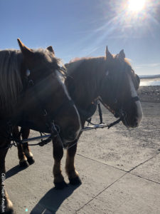 Chevaux Maringote Le Mont Saint-Michel Normandie