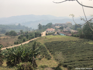 Doi Mae Salong Thaïlande Asie