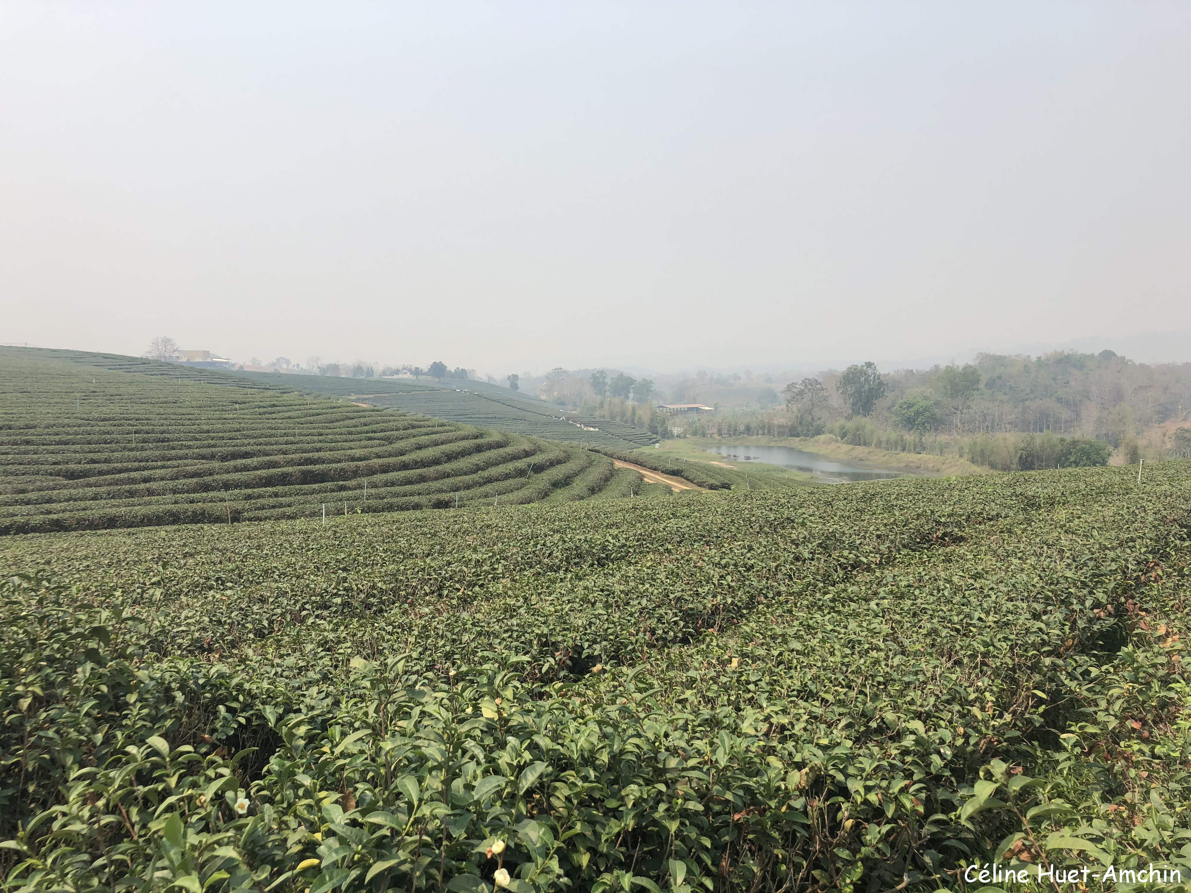 Choui Fong Tea Plantation Mae Chan Chiang Rai Thaïlande Asie