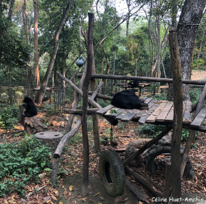 Centre de conservation des ours bruns d'Asie Kuang Si Laos