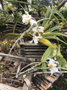 Pha Tad Ke Botanical Garden Laos Asie